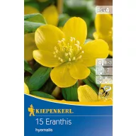   Virághagyma Téltemető (Eranthis hyemalis) 12 db Kiepenkerl