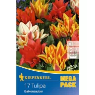   Virághagyma Tulipán Mega Pack Balkonzauber 17 db Kiepenkerl
