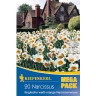   Virághagyma Nárcisz Mega Pack Angol Fehér-narancs nárciszmező 20 db Kiepenkerl