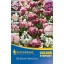 Virághagyma Colour Symphony Mega Pack Rose Harmony  26 db Kiepenkerl