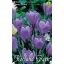 Virághagyma Krókusz Large Flowering 8 db Rédei Kertimag