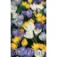 Virághagyma Krókusz Large Flowering színkeverék 10 db Rédei Kertimag