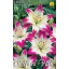 Virághagyma Liliom Asiatic Pink-White 1 db Rédei Kertimag