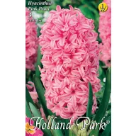 Virághagyma Jácint Pink Pearl 3 db Rédei Kertimag