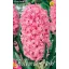 Virághagyma Jácint Pink Pearl 3 db Rédei Kertimag