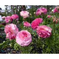 Virághagyma Boglárka Picotee Pink 10 db Rédei Kertimag