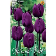 Virághagyma Tulipán Negrita 10 db Rédei Kertimag