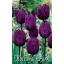 Virághagyma Tulipán Negrita 10 db Rédei Kertimag