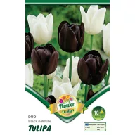 Virághagyma Tulipán Duo Black&White 10 db Rédei Kertimag