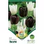 Virághagyma Tulipán Duo Black&White 10 db Rédei Kertimag