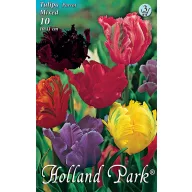   Virághagyma Tulipán Papagájvirágú színkeverék 10 db Rédei Kertimag
