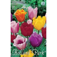  Virághagyma Tulipán Crispa színkeverék 10 db Rédei Kertimag