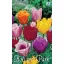 Flower bulb Tulip Crispa colour mix 10 pcs Garden Seed from Rédei