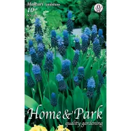   Virághagyma Gyöngyike (Muscari latifolium) 10 db Rédei Kertimag