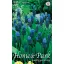 Virághagyma Gyöngyike (Muscari latifolium) 10 db Rédei Kertimag