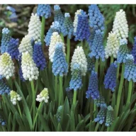   Virághagyma Gyöngyike (Muscari latifolium) Mix 10 db Rédei Kertimag