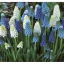 Virághagyma Gyöngyike (Muscari latifolium) Mix 10 db Rédei Kertimag