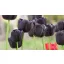 Virághagyma Tulipán kollekció 3x6 db fekete Rédei Kertimag