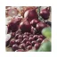 Dughagyma lilahagyma Red Comred 14-19 mm 250 g VM