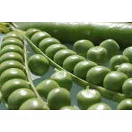 Zöldborsó Somerwood 250 g Royal Sluis