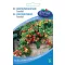 Paradicsom koktél Tomfall 0,3 g Városi kertész sorozat