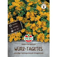 Mexikói tárkony Hot Mexican 100 szem Sperli