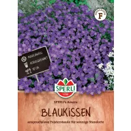 Pázsitviola Azurro 50 szem Sperli