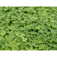 Fehérhere Pipolina 100g Rocalba