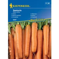 Sárgarépa Santorin F1 3-4 fm Kiepenkerl