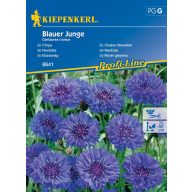 Búzavirág Blauer Junge 60 szem Kiepenkerl