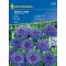 Cornflower Blauer Junge 60 seeds Kiepenkerl