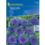 Cornflower Blauer Junge 60 seeds Kiepenkerl