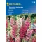 Gyűszűvirág Excelsior-Hybriden 50 szem Kiepenkerl