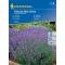 Lavender Hidcote Blue Strain 40 seeds Kiepenkerl