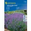 Lavender Hidcote Blue Strain 40 seeds Kiepenkerl