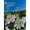 Passionflower 20 seeds Kiepenkerl
