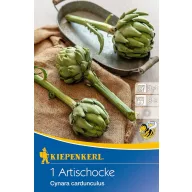 Artichokes (rhizome) Kiepenkerl 1 pc