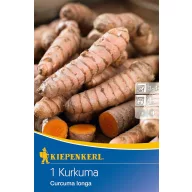 Turmeric (rhizome) Kiepenkerl 1 piece