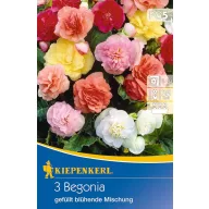 Bulb Gumy begonia (full bloom) colour mix Kiepenkerl 3 pcs