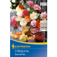 Bulbs Rubbery begonia Splendid Mix Kiepenkerl 3 pcs