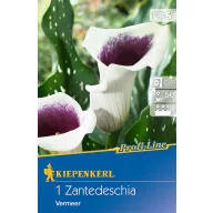   Bulb Kale (Zantedeschia) Vermeer (white-purple) Kiepenkerl 1 pc