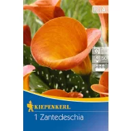 Bulb Kale (Zantedeschia) orange (orange) Kiepenkerl 1 pc