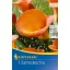 Bulb Kale (Zantedeschia) orange (orange) Kiepenkerl 1 pc