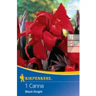 Bulb Canna Black Knight (red) Kiepenkerl 1 pc