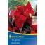 Bulb Canna Black Knight (red) Kiepenkerl 1 pc