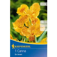 Bulb Canna En Avant (yellow) Kiepenkerl 1 pc