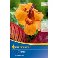 Bulb Canna Tropicanna (orange) Kiepenkerl 1 pc