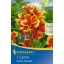 Virághagyma Törpe Kánna (Canna) Queen Charlotte (sárga-piros) Kiepenkerl 1 db