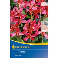   Virághagyma Törpe Kánna (Canna) Orchid (rózsaszín) Kiepenkerl 1 db