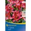 Bulb Dwarf Canna Orchid (pink) Kiepenkerl 1 pc